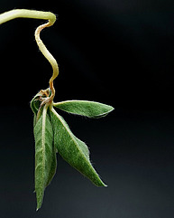 Mit Anthraknose befallene Lupine.