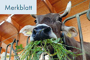 Titelfoto Merkblatt.