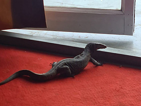 Schwarzer Waran auf dem Büroboden.