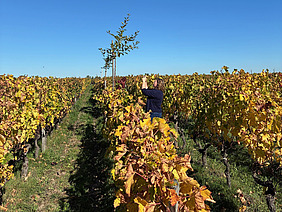 Weinberge, Person fotografiert Baumreihe.