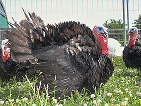 Puten auf der Wiese.