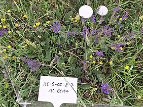 Auf dem Vegetationsausschnitt blühen Pflanzen in verschiedenen Farben, ein Schild markiert den Probeort.