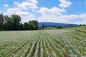 Acker mit Lupine