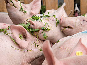 Schweine, die genüsslich Grünfutter fressen.