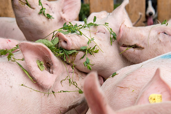 Schweine, die genüsslich Grünfutter fressen.