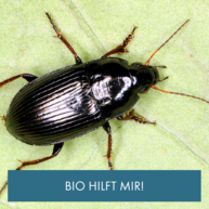 Ein dunkler Käfer auf einem hellgrünen Blatt.