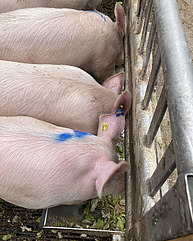 Mehrere Mastschweine fressen an einem Trog Kraftfutter angereichert mit Rüstabfällen.