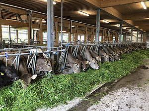 Zu sehen sind Wiederkäuer im Kuhstall, die gerade eine Ladung frisches, grünes Gras zu sich nehmen.