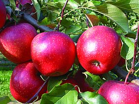 Rote Äpfel am Baum