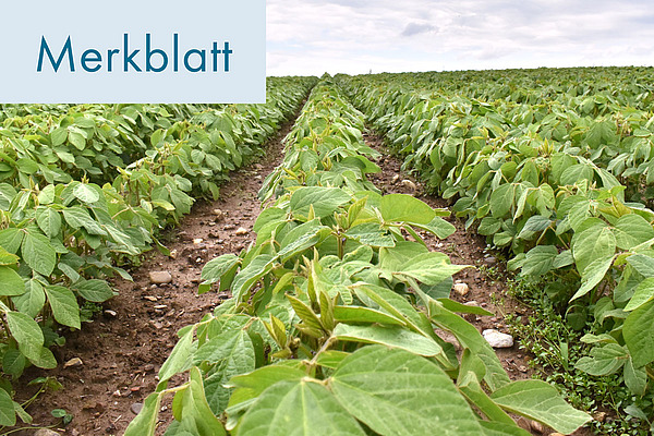 Titelfoto Merkblatt Biologischer Anbau von Soja.