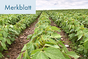 Titelfoto Merkblatt Biologischer Anbau von Soja.