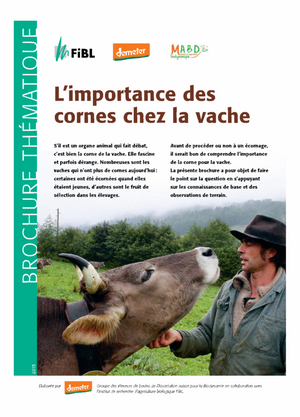 L’importance des cornes chez la vache