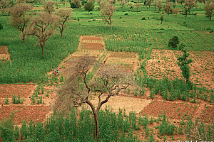 Fields with varied vegetation and local trees.