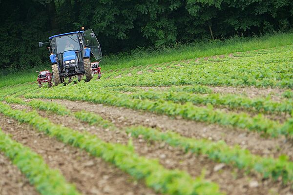 Traktor mit angehängtem Gerät bearbeitet Acker mit jungen Pflanzen.