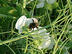 weisse Blüte mit Insekt