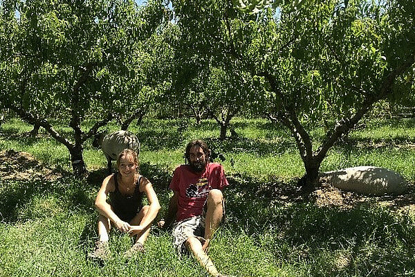 Martin Trouillard and a person in an orchard with sheep