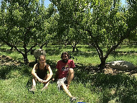 Martin Trouillard and a person in an orchard with sheep