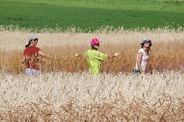 Crop field