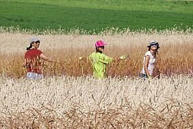 Crop field