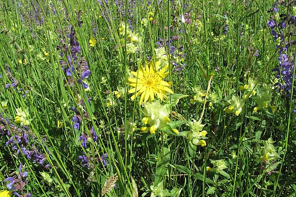 Wiese mit blühendem Salbei, Klappertopf und anderem