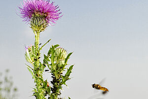 Fleur de chardon avec un papillon et une coccinelle