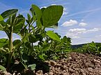 Young plants in a row on a field