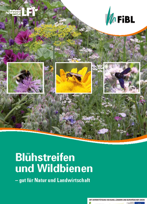 Blühstreifen und Wildbienen