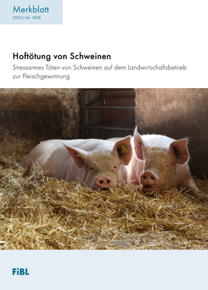 Hoftötung von Schweinen