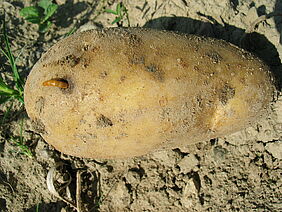 Drahtwurm in einer Kartoffel