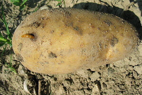 Drahtwurm in einer Kartoffel