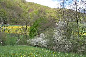 A hedge on a field.