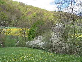 Hecke auf einem Feld.