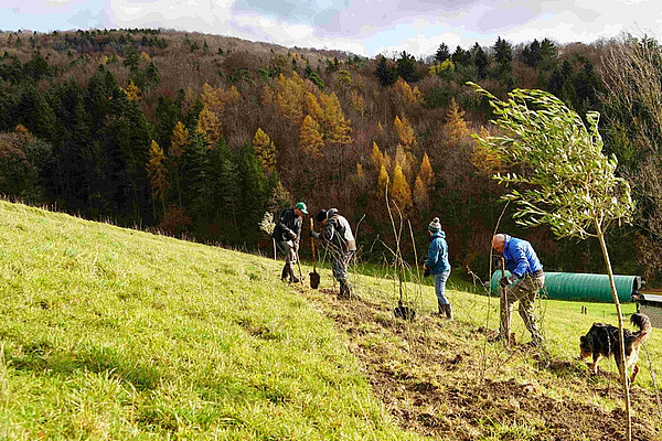Vier Menschen und ein Hund auf einem Weidehang beim Bäume pflanzen.