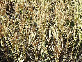 Bräunliche Pflanzen mit Hülsen auf einem Feld.
