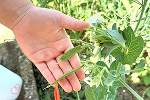 A hand is touching the plants in a mixed pea and barley crop.
