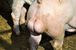 A boar's testicles