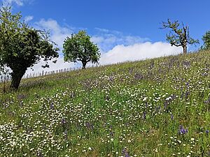 Image d'une prairie à fromental avec des arbres.