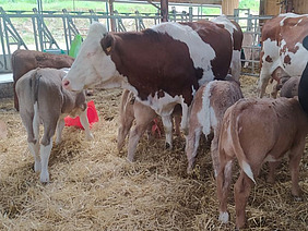 Vaches laitières avec veaux dans une étable à stabulation libre avec paille.