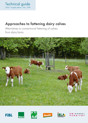 Approaches to fattening dairy calves
