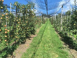 installation d'essai des variétés de fruits à pépins.