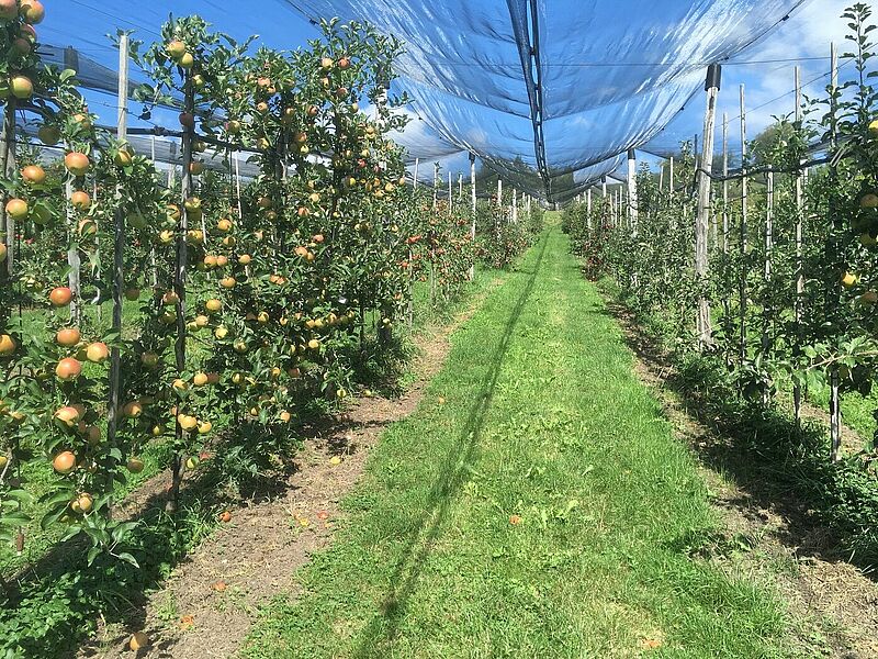 FiBL Obstbau