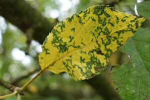 Ein Blatt mit Marssonina-Nekrosen