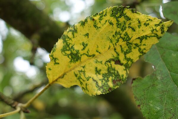 Ein Blatt mit Marssonina-Nekrosen