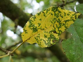 Ein Blatt mit Marssonina-Nekrosen