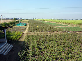 Field with cotton (left strip) and wheat (right strip)