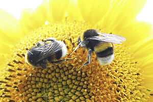 [Translate to Italienisch:] Zwei Hummeln auf einer Sonnenblume