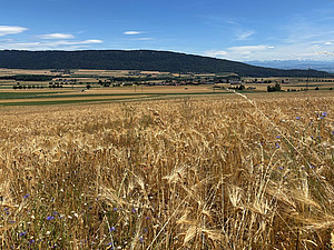 Landschaftsaufnahme mit einem Getreidefeld im Vordergrund.