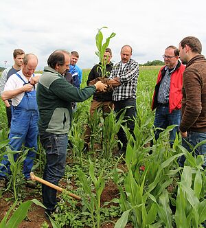 Seminarteilnehmer untersuchen Maispflanze mit Wurzel auf dem Feld