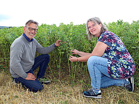 Mann und Frau auf einem Feld mit Ackerbohnen. 