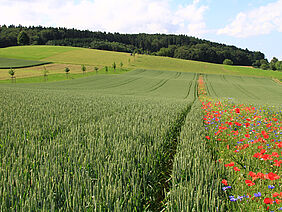 Getreidefeld mit einem blühenden Streifen dazwischen.